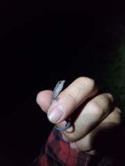 Phyllodactylus galapagensis