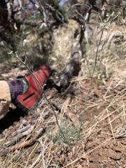 Stephanomeria thurberi