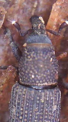 Dryophthorus