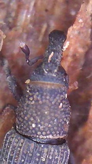Dryophthorus