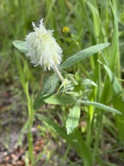 Trifolium eriocephalum