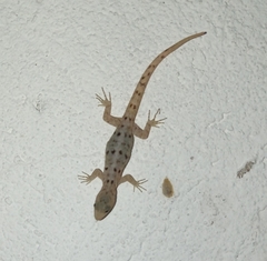 Gonatodes albogularis