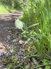 Trifolium eriocephalum