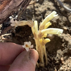 Aphyllon fasciculatum