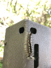 Orgyia pseudotsugata
