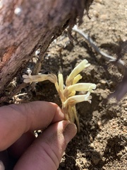 Aphyllon fasciculatum