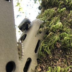 Orgyia pseudotsugata