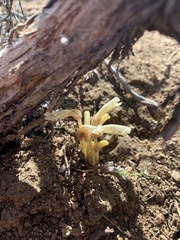 Aphyllon fasciculatum