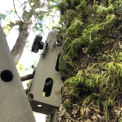 Orgyia pseudotsugata