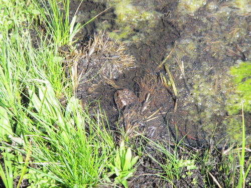iNaturalist observation photo of Yosemite Toad