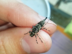 Acanthocinus griseus