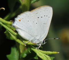 Satyrium sylvinus dryope
