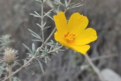 Balbisia verticillata