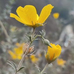 Balbisia verticillata