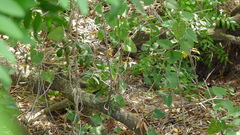 Timon lepidus lepidus