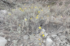 Balbisia verticillata