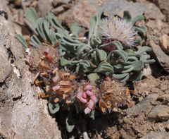 Townsendia scapigera