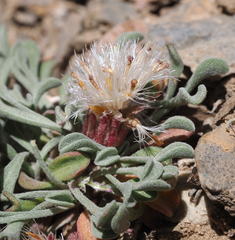 Townsendia scapigera