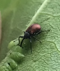 Anthonomus haematopus