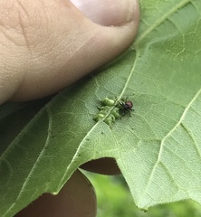 Anthonomus haematopus