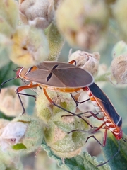 Dysdercus bimaculatus