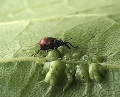 Anthonomus haematopus