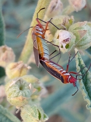 Dysdercus bimaculatus