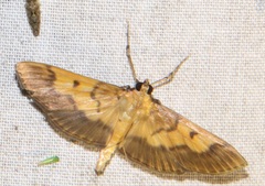 Syllepte strigicincta