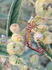 Dysdercus bimaculatus