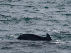 Globicephala