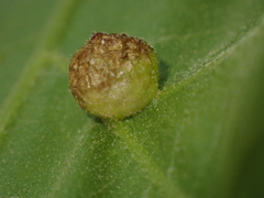 Amphibolips quercusostensackenii