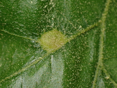 Amphibolips quercusostensackenii