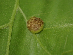 Amphibolips quercusostensackenii
