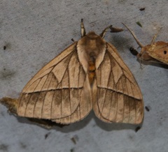 Pseudodirphia weberorum