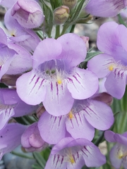 Penstemon eriantherus