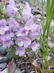 Penstemon eriantherus