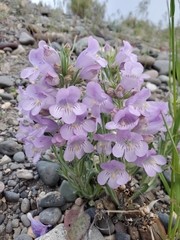 Penstemon eriantherus