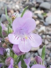 Penstemon eriantherus