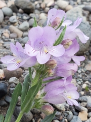 Penstemon eriantherus