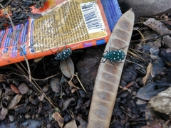 Protaetia alboguttata