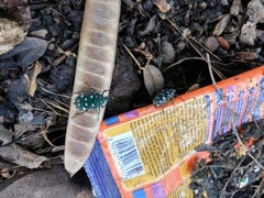 Protaetia alboguttata