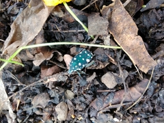 Protaetia alboguttata