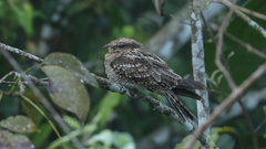 Hydropsalis climacocerca
