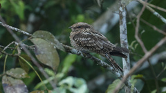 Hydropsalis climacocerca