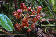 Otoglossum