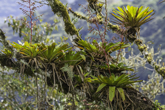 Tillandsia tovarensis