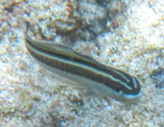 Plagiotremus goslinei