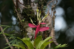 Billbergia amoena