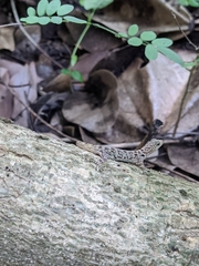 Gonatodes albogularis