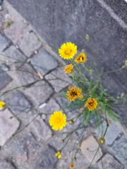 Brassicogethes aeneus